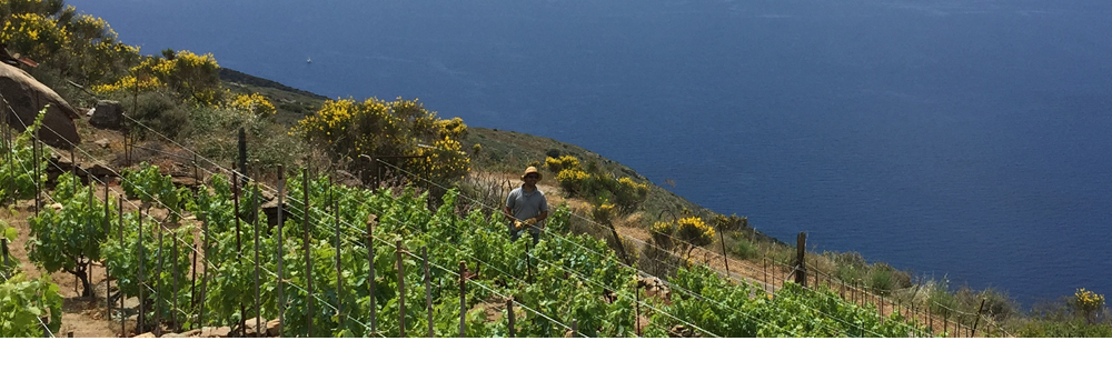 Vigna del Corvo, Isola del Giglio