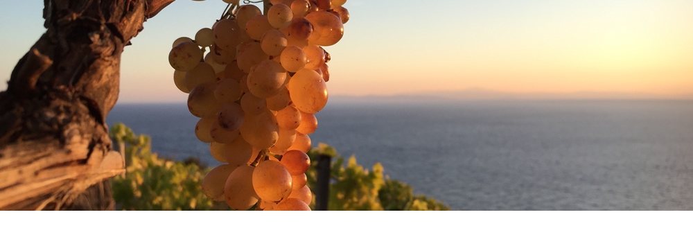 Vigna di Radice, Isola del Giglio