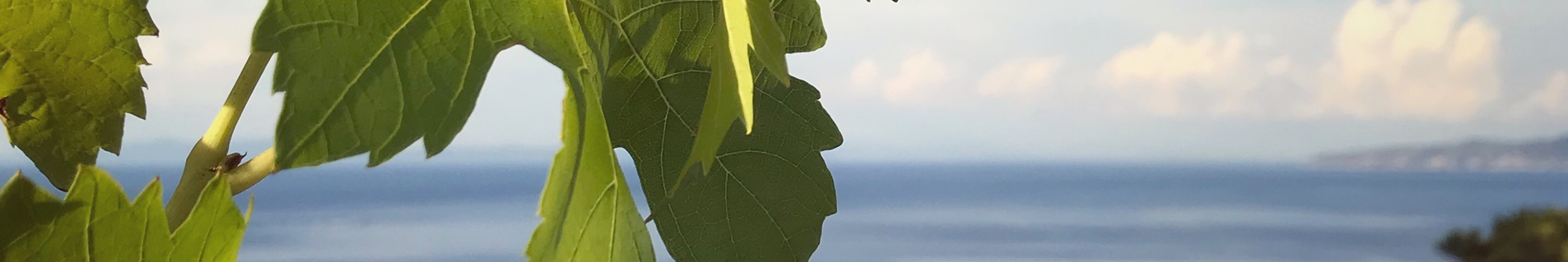 Vigna dell'Isola del Giglio