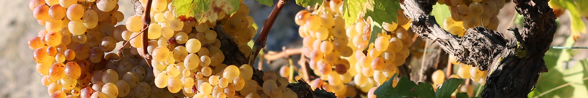 Uva Ansonica Pronta per la Vendemmia