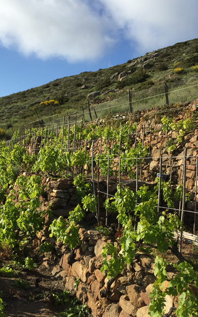 Vigna di Ansonica