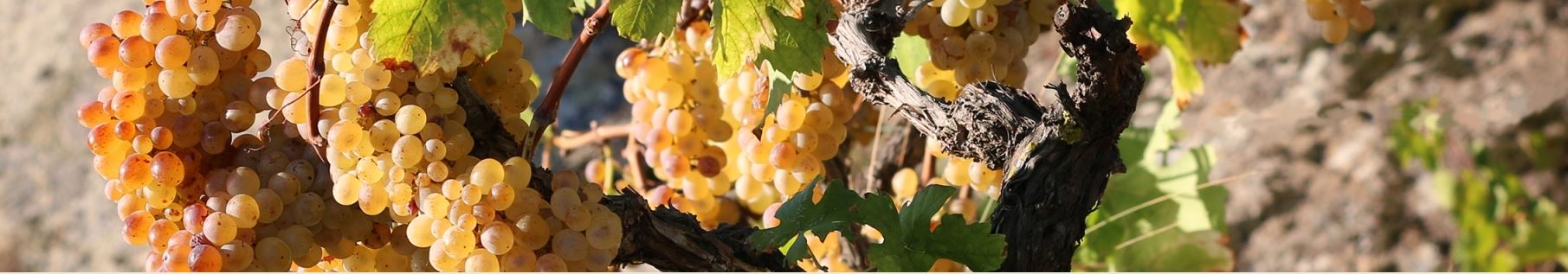Uva Ansonica Pronta per la Vendemmia